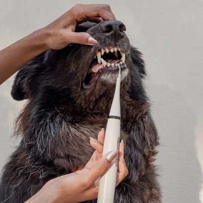 CaniLab - Dental Scaler for dogs