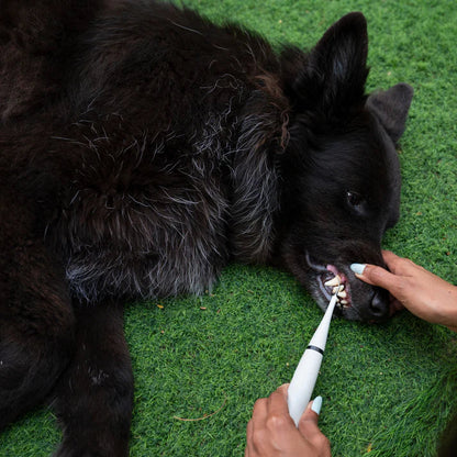 CaniLab - Dental Scaler for dogs