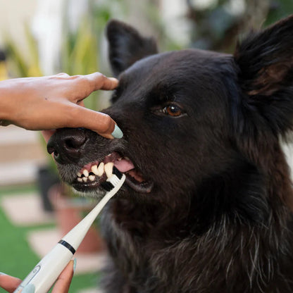 CaniLab - Dental Scaler for dogs