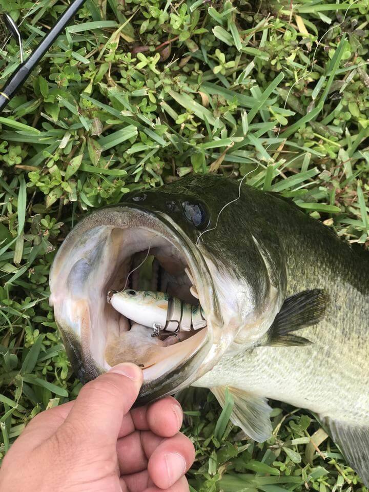 SpireBuzz™- Lifelike Swimbait